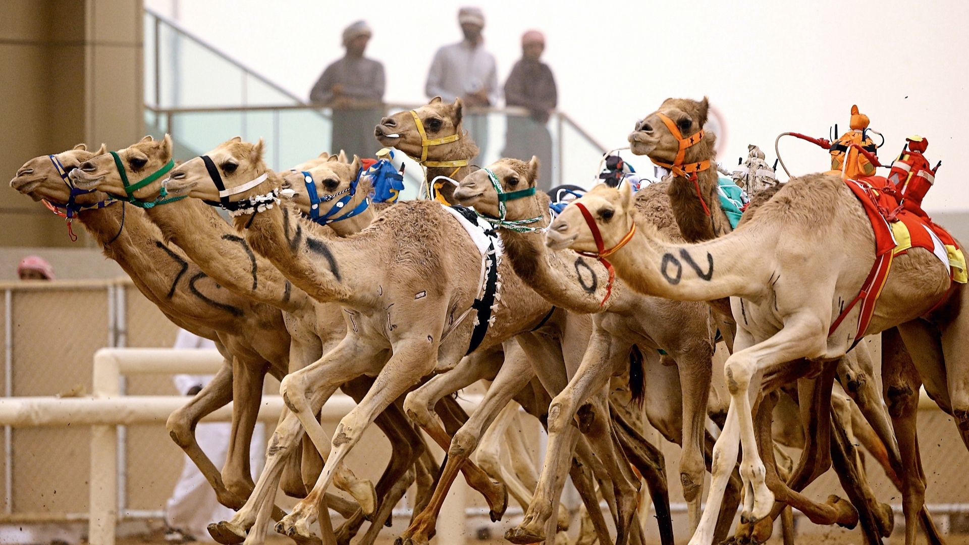 Crown Prince Camel Festival 2025: Race Details & Highlights