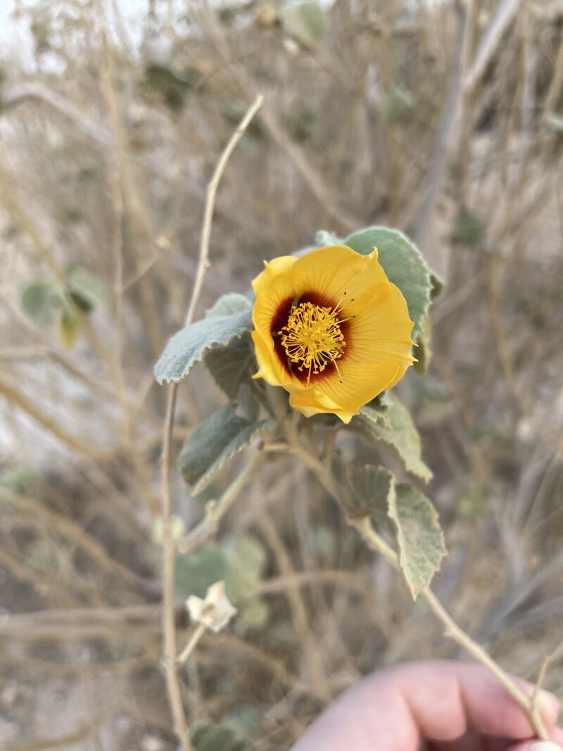 The Resilient Abutilon Hirtum: Nature’s Desert Survivor