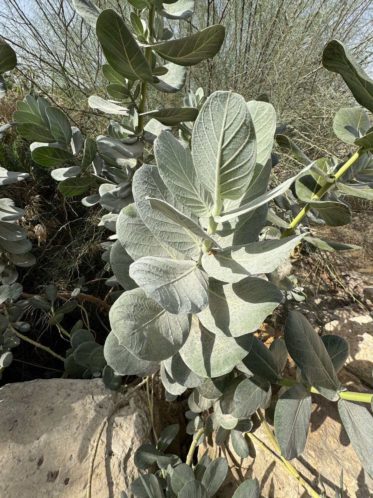 Discover Calotropis procera: Saudi Arabia’s Unique Milkweed
