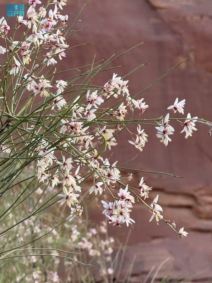 Moringa peregrina: Ancient Remedies and Modern Uses