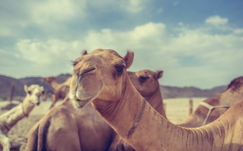 Understanding the Rich Vocabulary of Camels
