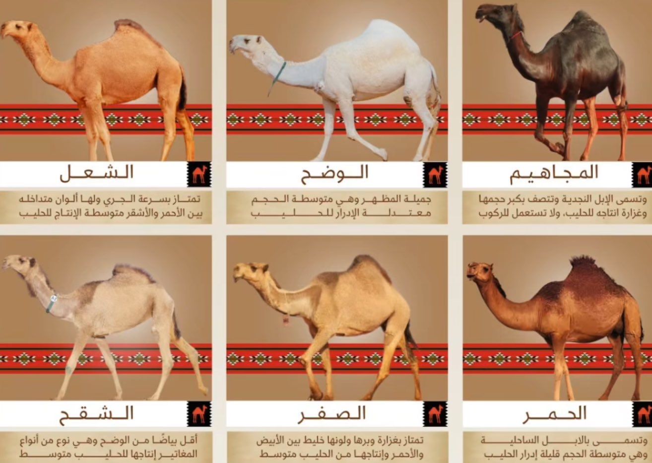 The Majestic World of Camels: 6 Prized Breeds