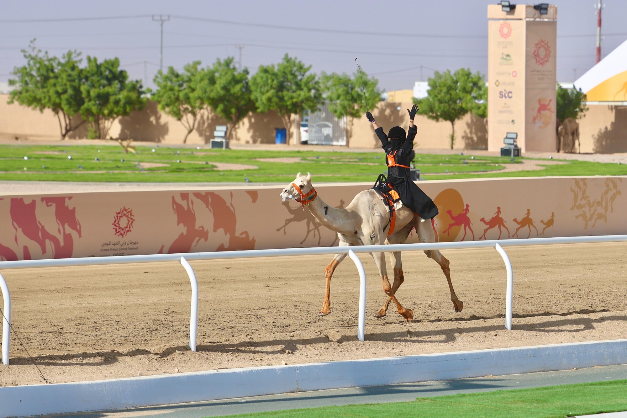 Saudi Camels Dominate Jidhāʿ Races on Day Seven in Taif