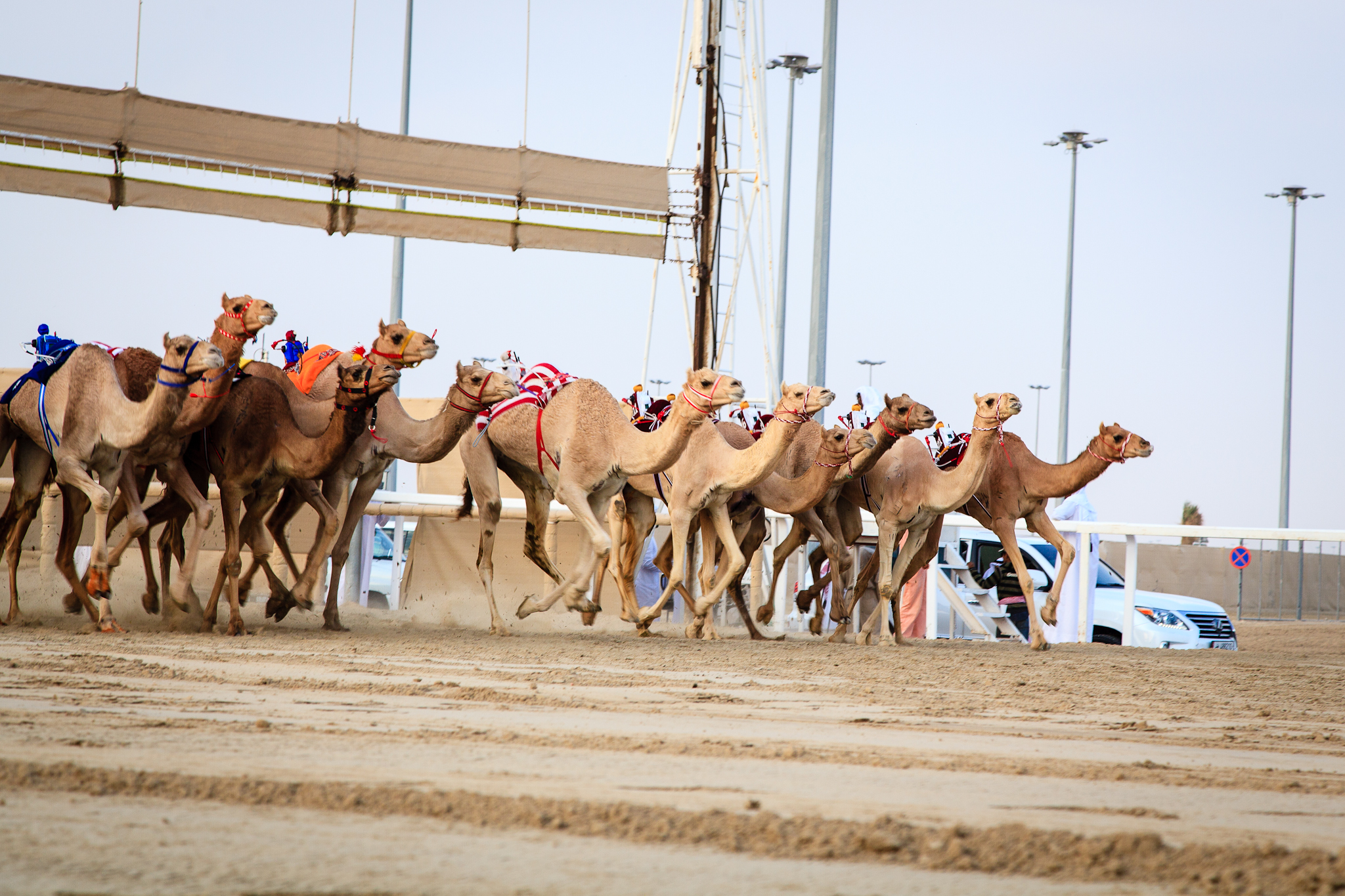 The Thrill of Camel Racing: Speed and Festivals
