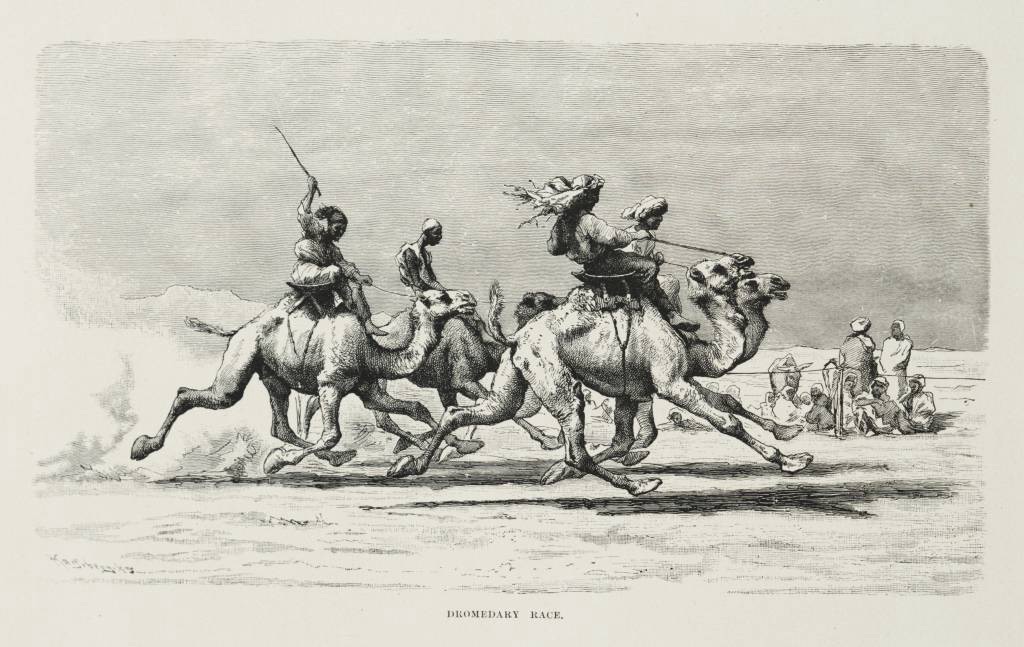 History of Racing Camels