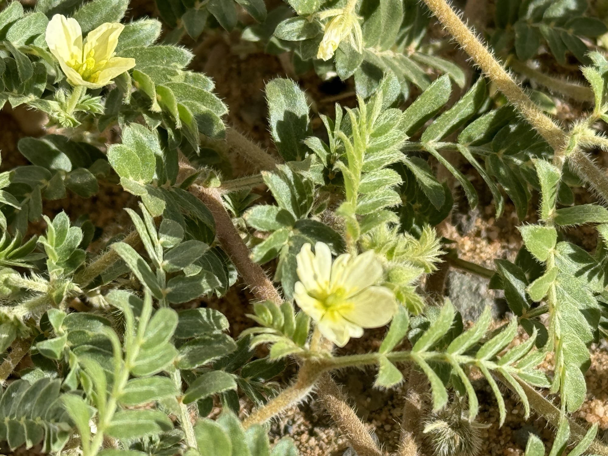 Tribulus terrestris