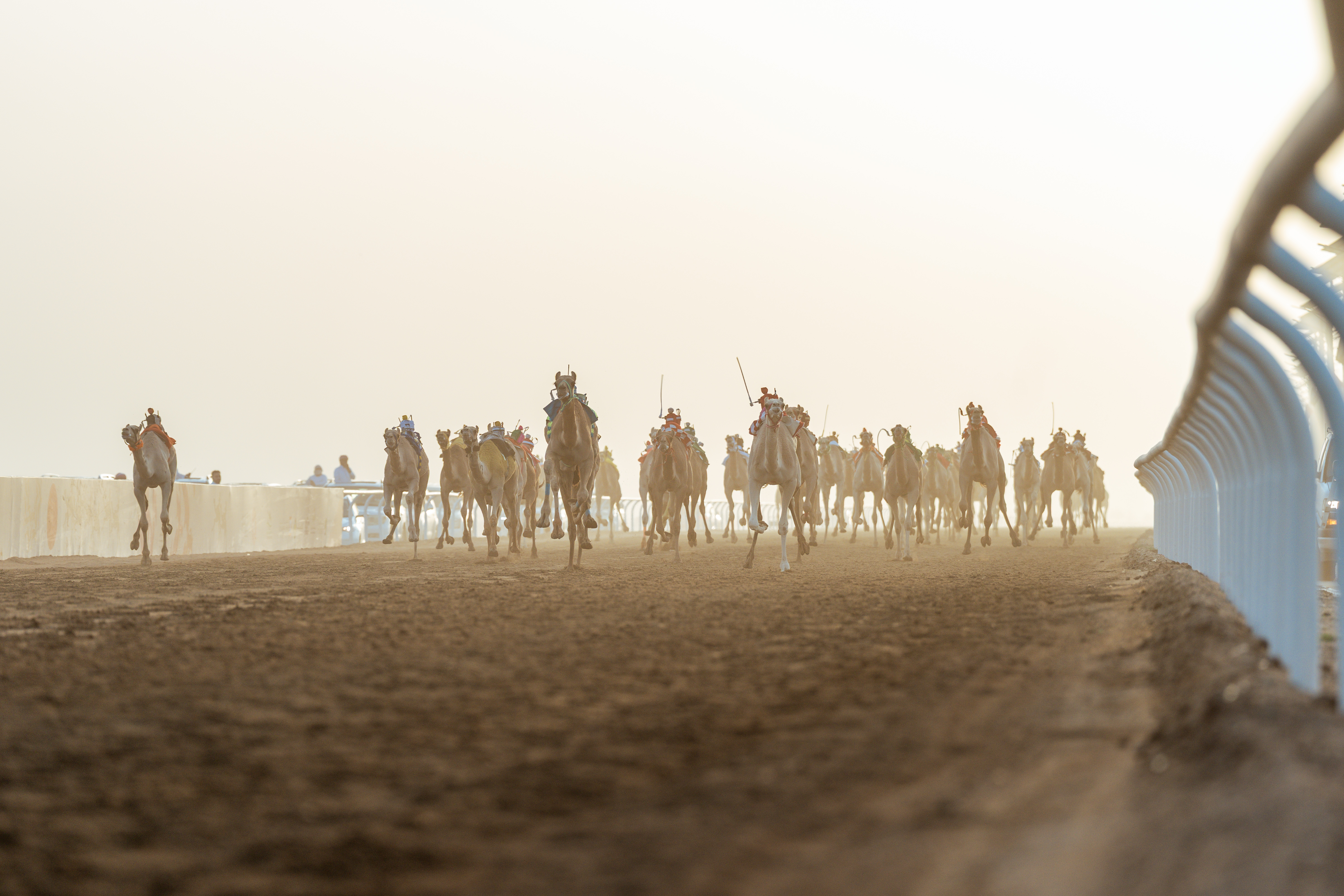 Saudi Camels Lead the Way at Crown Prince Camel Festival 2025