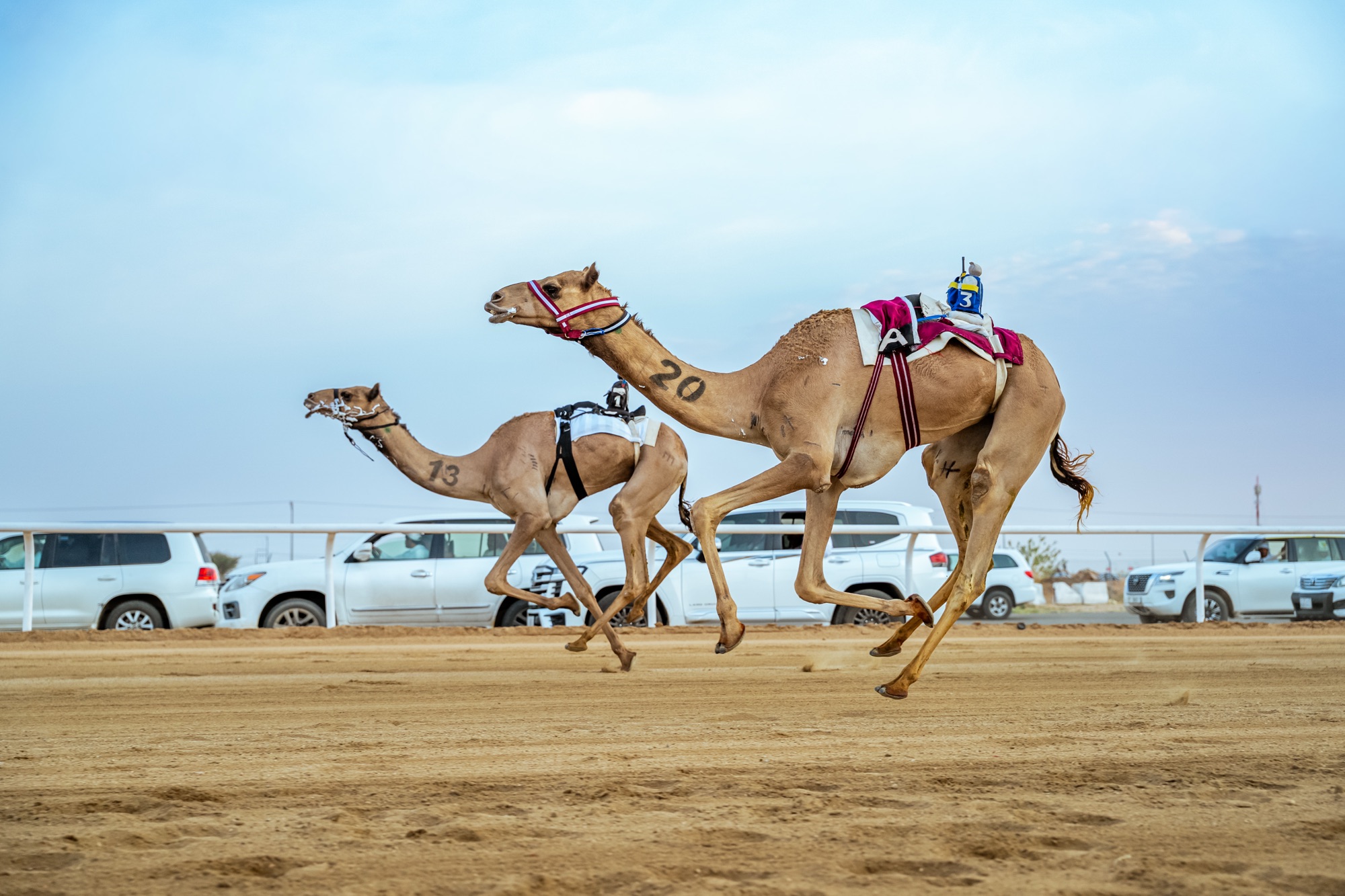 Saudi Arabia Shines at Crown Prince Camel Festival: Heritage, Victories, and Record-Breaking Markets