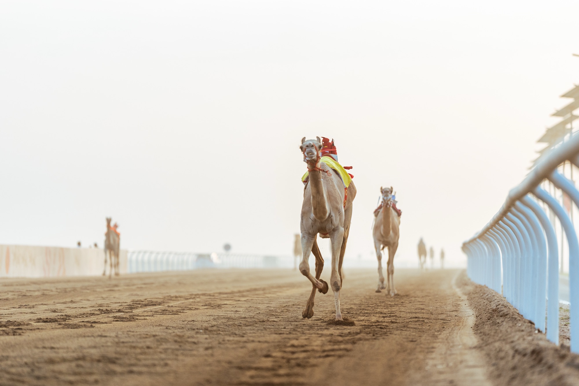 Barraq Claims Saudi’s Second Cup as Crown Prince Camel Festival Blends Heritage and High Stakes