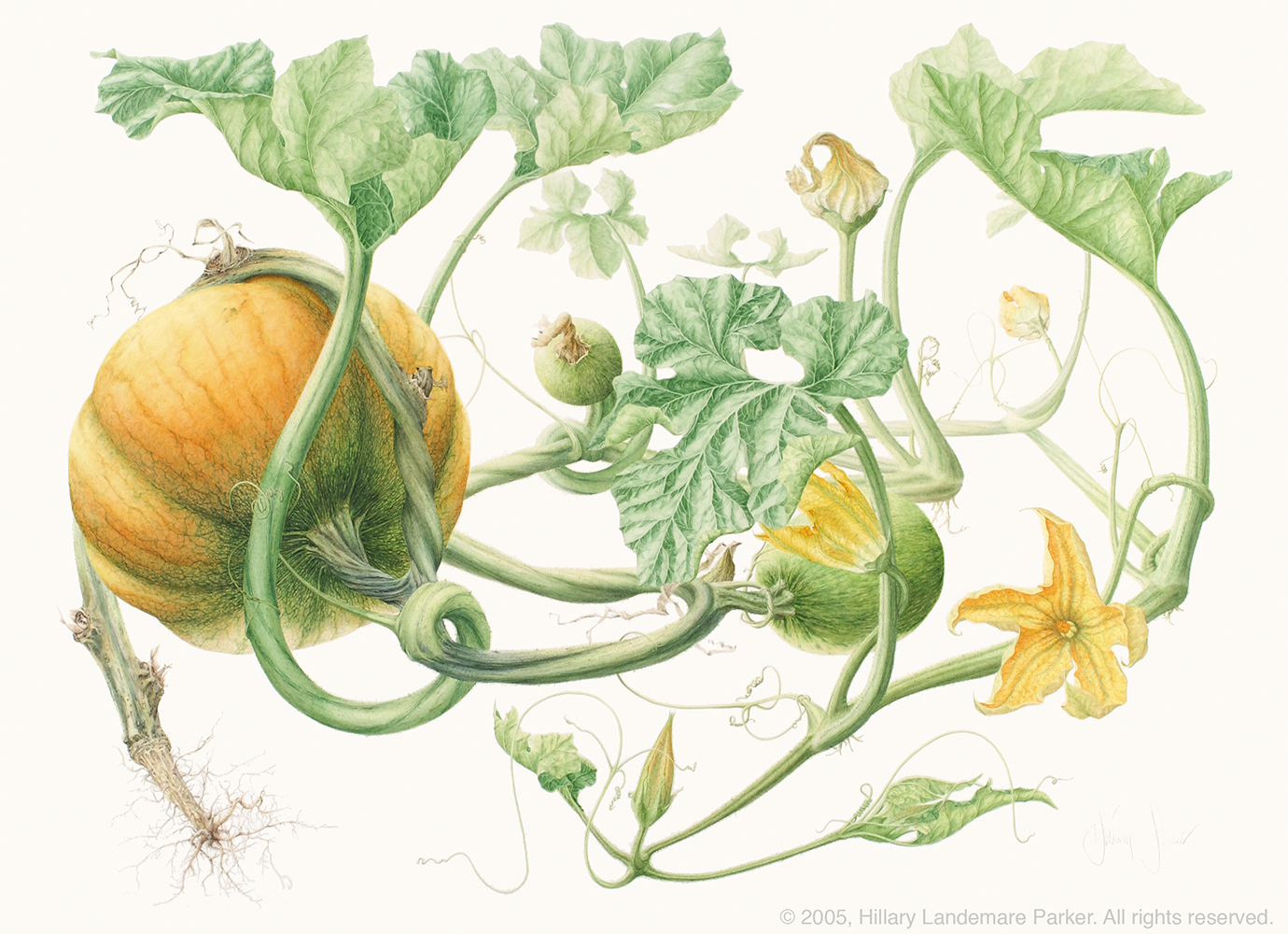 Understanding Al-Qaraʿ: Beyond Modern Pumpkins